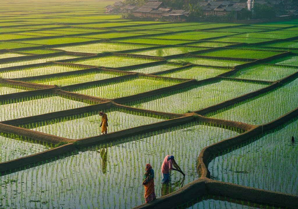 Rice Bowl of India: Exploring the Region That Feeds a Nation